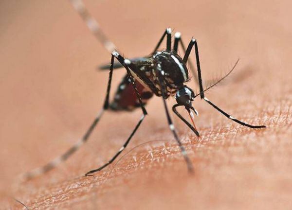 Populao deve tomar cuidado com a dengue