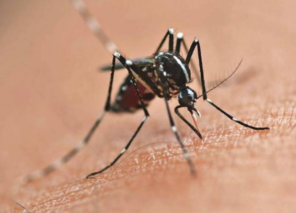 Secretaria de Sade orienta populao para cuidados com a dengue